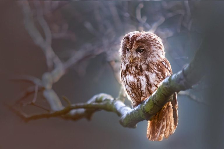 Home Kwartels als prooidier voor roofdieren, voedzaam en natuurlijk voedsel voor slangen en roofvogels