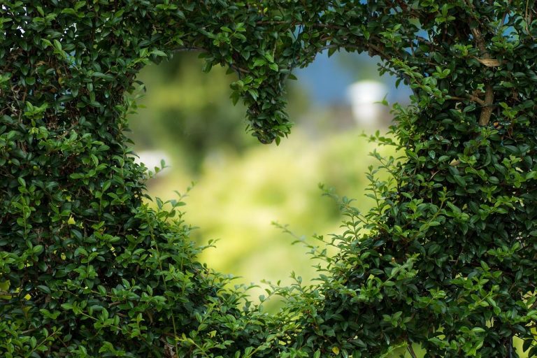 Home Gezellige buitenruimte met houten terras, pergola en groene planten voor het perfecte buitenleven