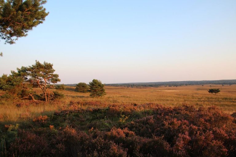 Home Natuurlandschap op de Veluwe voor een ontspannen overnachting met groene velden en bomen